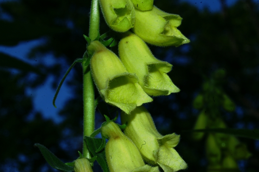 Velecvetni naprstec (<i>Digitalis grandiflora</i>), Fridrihštajn, 2006-07-08 (Foto: Benjamin Zwittnig)