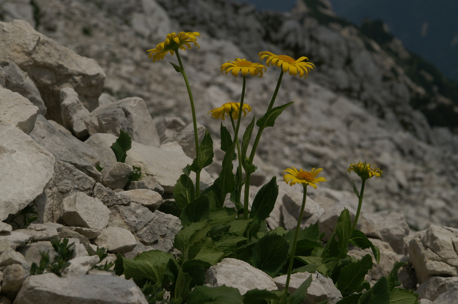 Velecvetni divjakovec (<i>Doronicum grandiflorum</i>), Mojstrovka, 2010-07-04 (Foto: Benjamin Zwittnig)