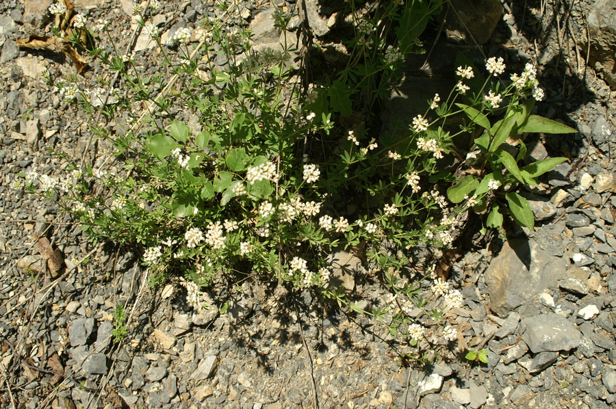 Mnogocvetna španska detelja (<i>Dorycnium herbaceum</i>), Selo, 2008-06-21 (Foto: Benjamin Zwittnig)