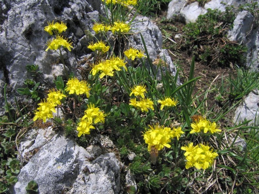Vednozelena gladnica (<i>Draba aizoides</i>), Olševa, 2007-05-19 (Foto: Boris Gaberšček)