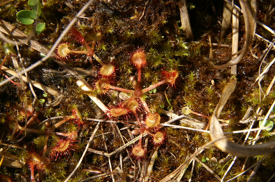 Okroglolistna rosika (<i>Drosera rotundifolia</i>), 2009-06-27 (Foto: Benjamin Zwittnig)