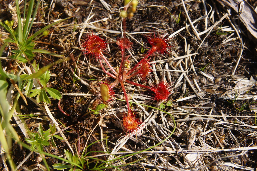 Okroglolistna rosika (<i>Drosera rotundifolia</i>), 2013-07-06 (Foto: Benjamin Zwittnig)