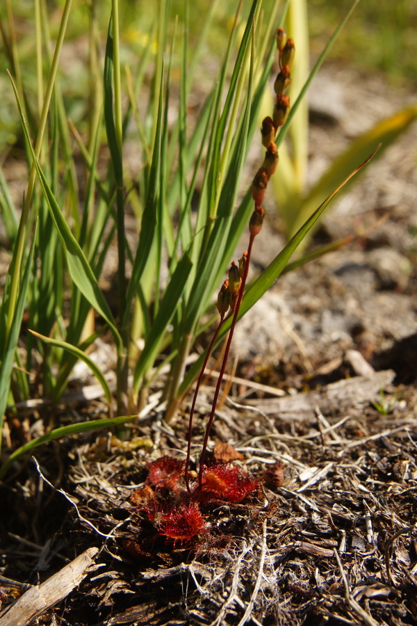Okroglolistna rosika (<i>Drosera rotundifolia</i>), 2013-07-31 (Foto: Benjamin Zwittnig)