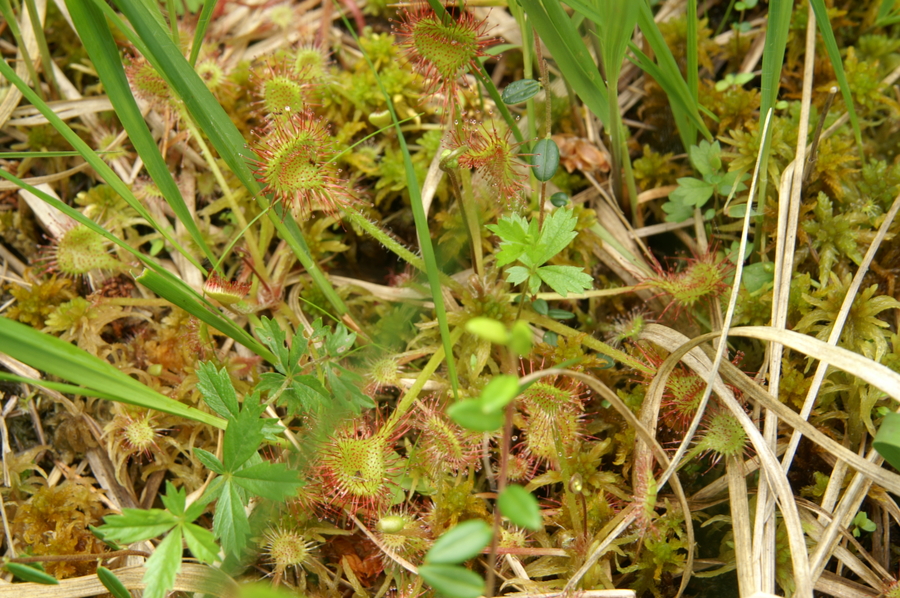 Okroglolistna rosika (<i>Drosera rotundifolia</i>), 2010-06-19 (Foto: Benjamin Zwittnig)