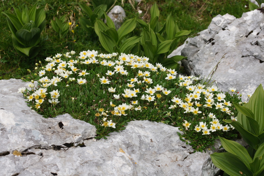 Alpska velesa (<i>Dryas octopetala</i>), Grintovec, 2015-06-13 (Foto: Benjamin Zwittnig)