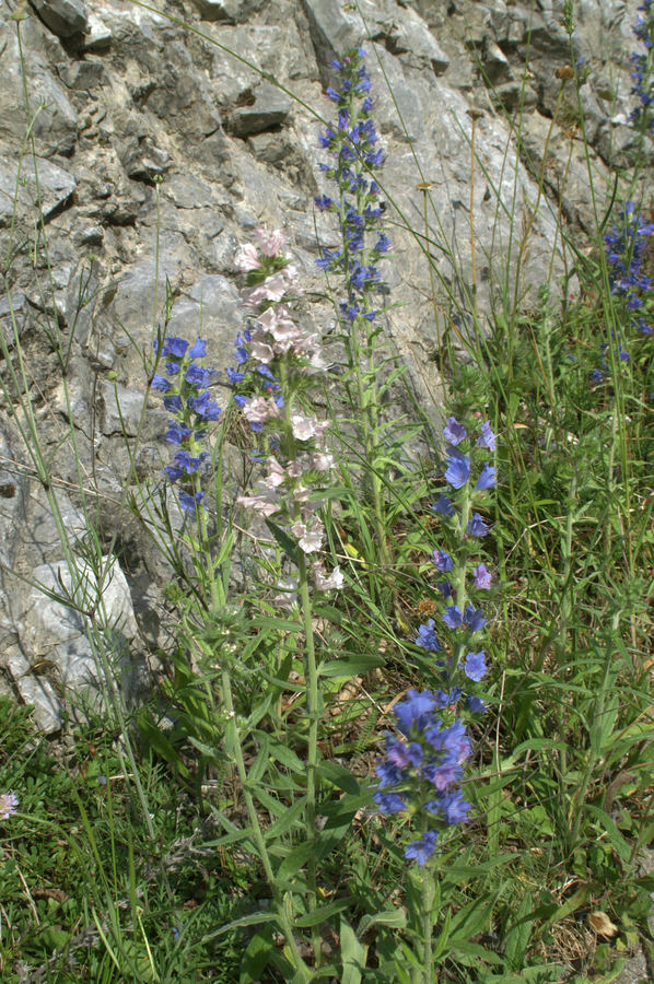Navadni gadovec (<i>Echium vulgare</i>), Kamniška bistrica, 2007-06-21 (Foto: Benjamin Zwittnig)