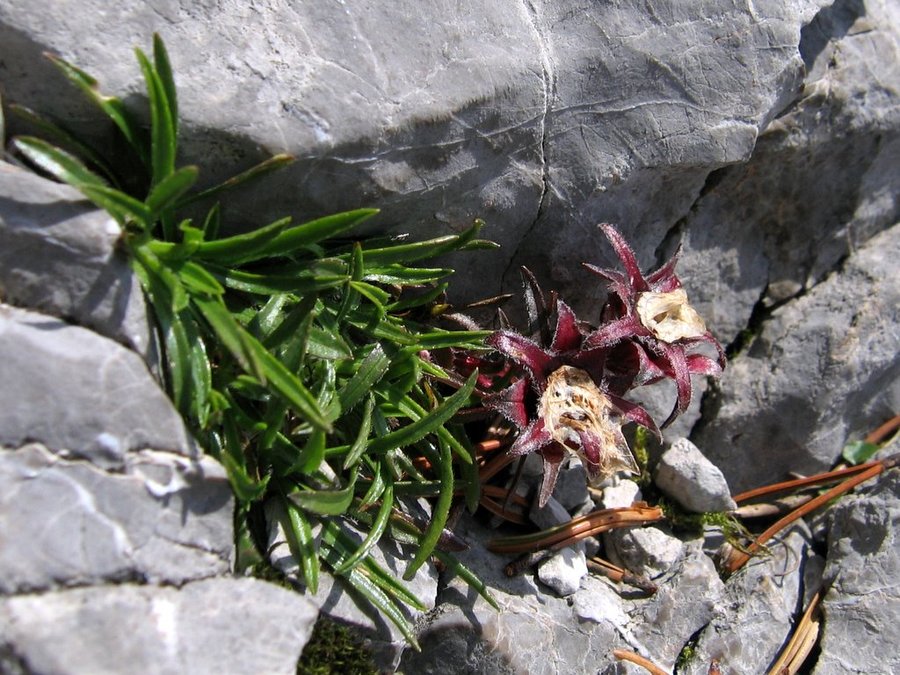 Travnolistna vrčica (<i>Edraianthus graminifolius</i>), 2009-07-14 (Foto: Boris Gaberšček)
