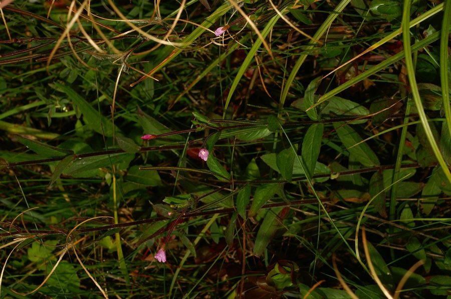 Drobnocvetni vrbovec (<i>Epilobium parviflorum</i>), Koreno, 2006-08-27 (Foto: Benjamin Zwittnig)