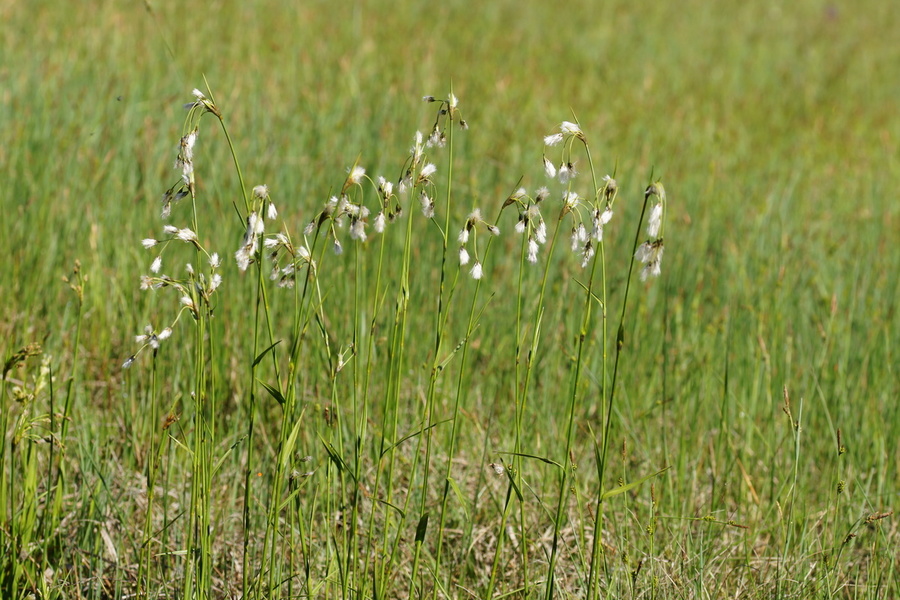 Širokolistni munec (<i>Eriophorum latifolium</i>), 2015-05-10 (Foto: Benjamin Zwittnig)