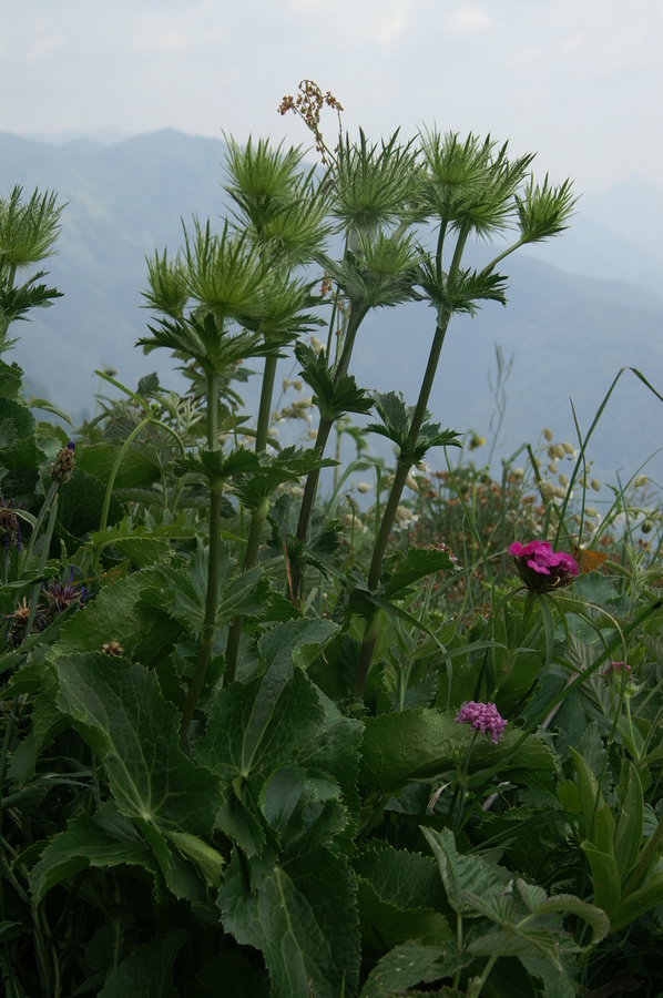 Alpska možina (<i>Eryngium alpinum</i>), 2010-07-03 (Foto: Benjamin Zwittnig)