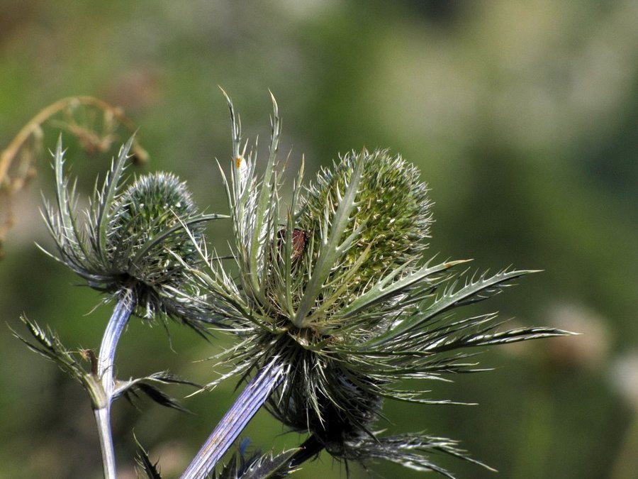 Alpska možina (<i>Eryngium alpinum</i>), 2013-09-04 (Foto: Boris Gaberšček)