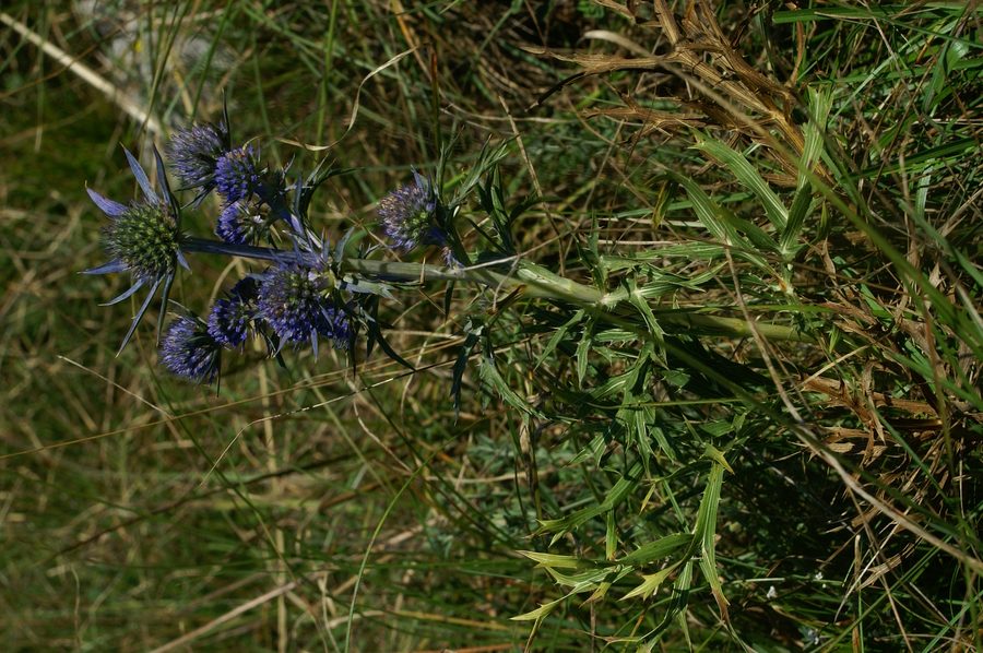 Ametistasta možina (<i>Eryngium amethystinum</i>), Kras, 2006-09-02 (Foto: Benjamin Zwittnig)