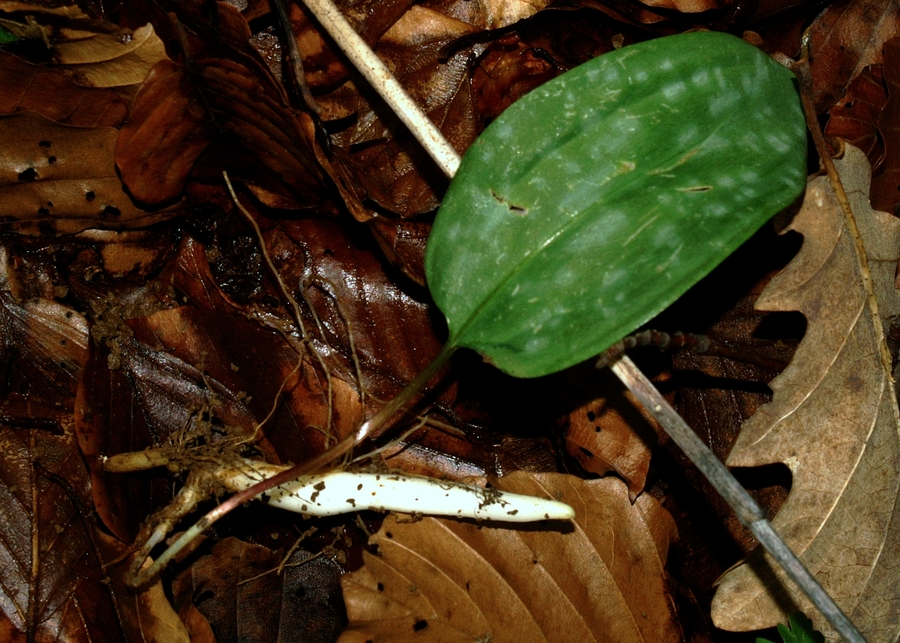 Pasji zob (<i>Erythronium dens-canis</i>), 2008-04-13 (Foto: Benjamin Zwittnig)