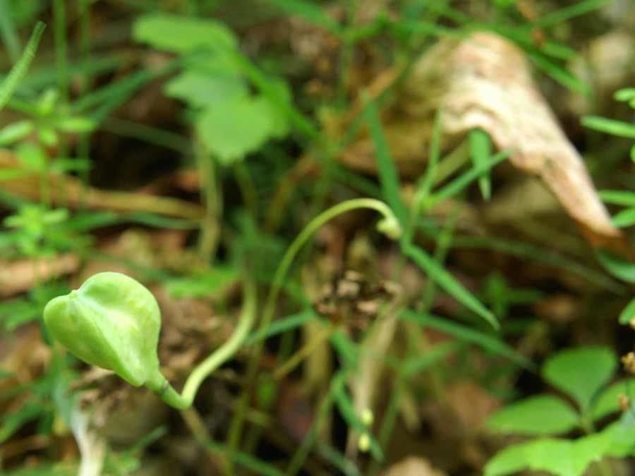 Pasji zob (<i>Erythronium dens-canis</i>), 2009-05-10 (Foto: Benjamin Zwittnig)