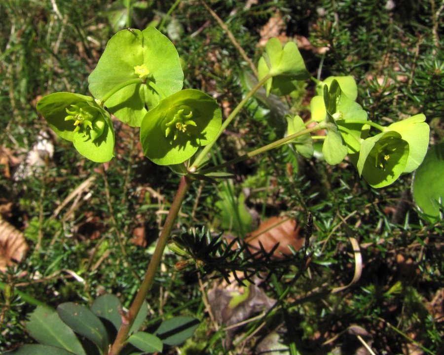 Mandljevolistni mleček (<i>Euphorbia amygdaloides</i>), dolina Kamniške Bele, 2012-04-27 (Foto: Boris Gaberšček)