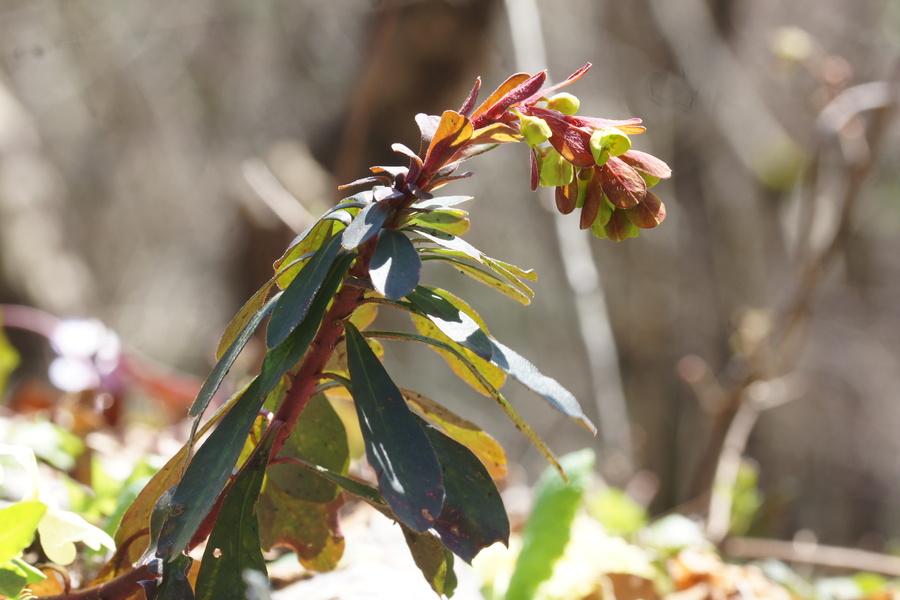 Mandljevolistni mleček (<i>Euphorbia amygdaloides</i>), Krim, 2015-03-28 (Foto: Benjamin Zwittnig)