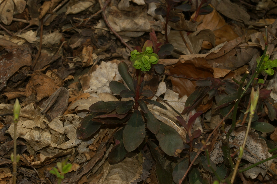 Mandljevolistni mleček (<i>Euphorbia amygdaloides</i>), Koreno, 2006-04-09 (Foto: Benjamin Zwittnig)