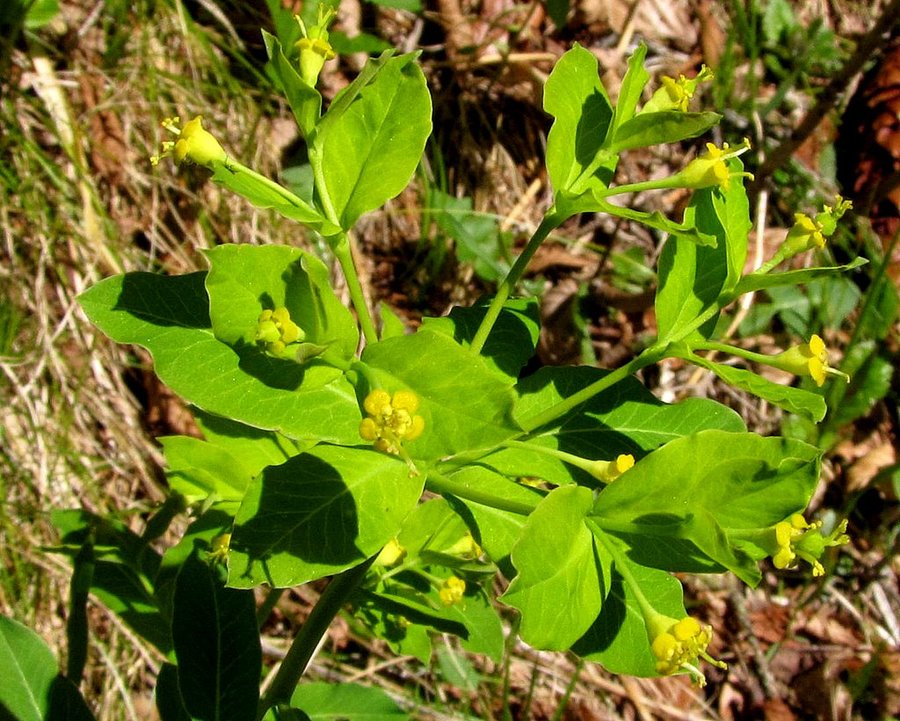 Kranjski mleček (<i>Euphorbia carniolica</i>), dolina Kamniške Bele, 2012-04-27 (Foto: Boris Gaberšček)