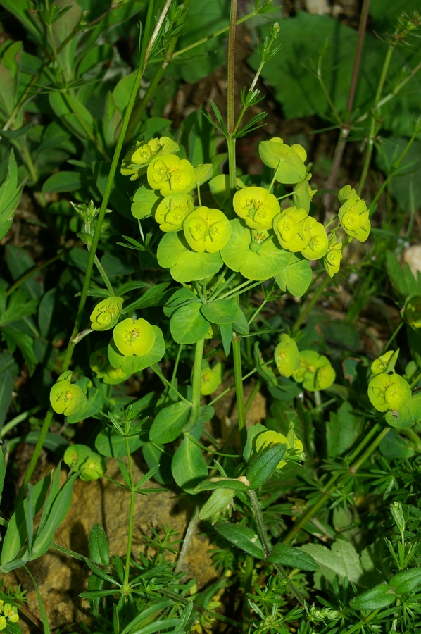 Mleček (<i>Euphorbia sp.</i>), Mrzlica, 2006-06-03 (Foto: Benjamin Zwittnig)