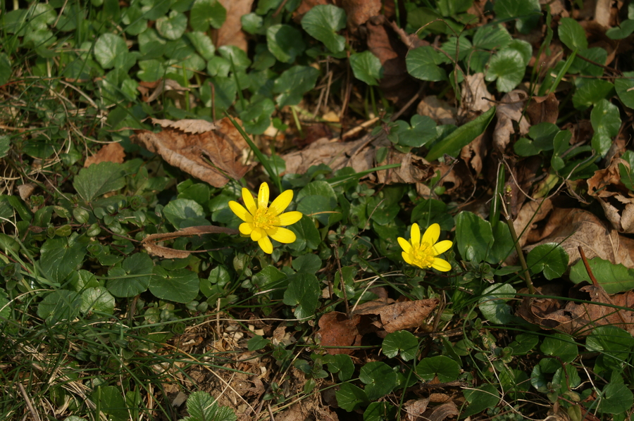 Spomladanska lopatica (<i>Ranunculus ficaria ssp. bulbilifer</i>), Rožnik, 2007-03-18 (Foto: Benjamin Zwittnig)