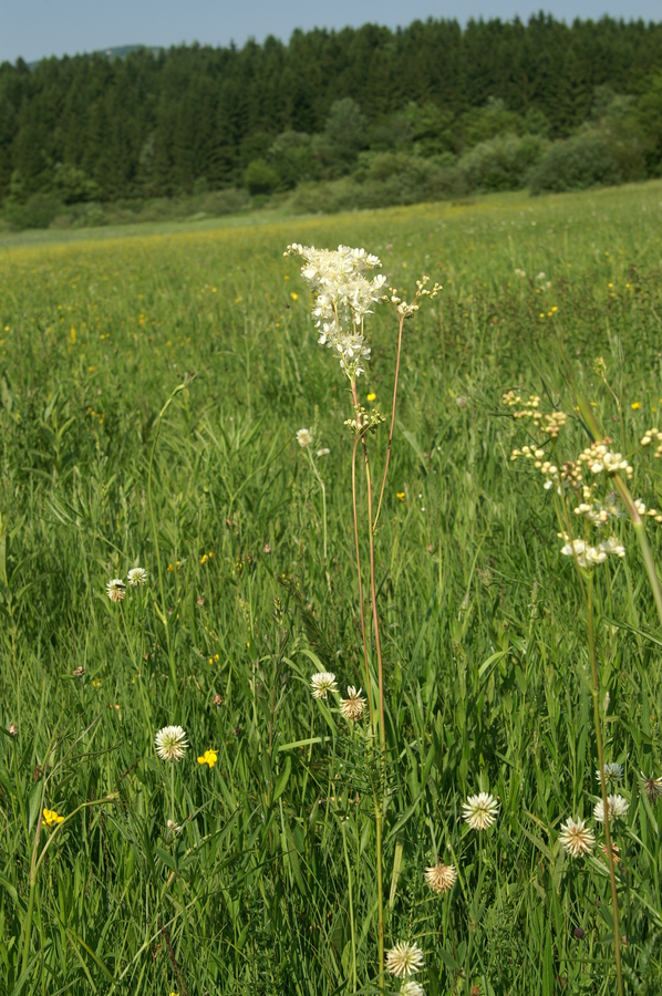 Navadni oslad (<i>Filipendula vulgaris</i>), Cerkniško jezero, 2010-06-07 (Foto: Benjamin Zwittnig)