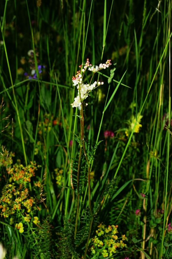 Navadni oslad (<i>Filipendula vulgaris</i>), Krim, 2006-06-03 (Foto: Benjamin Zwittnig)