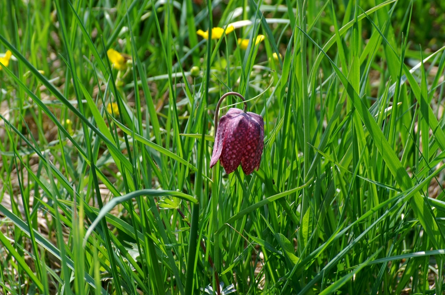 Močvirski tulipan, logarica (<i>Fritillaria meleagris</i>), 2006-04-22 (Foto: Benjamin Zwittnig)