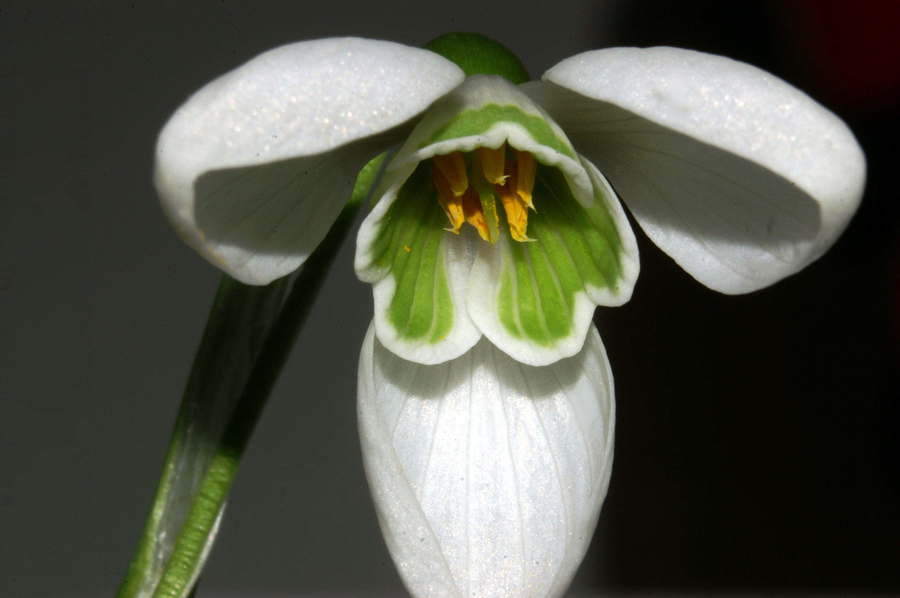 Mali zvonček (<i>Galanthus nivalis</i>), 2007-02-13 (Foto: Benjamin Zwittnig)
