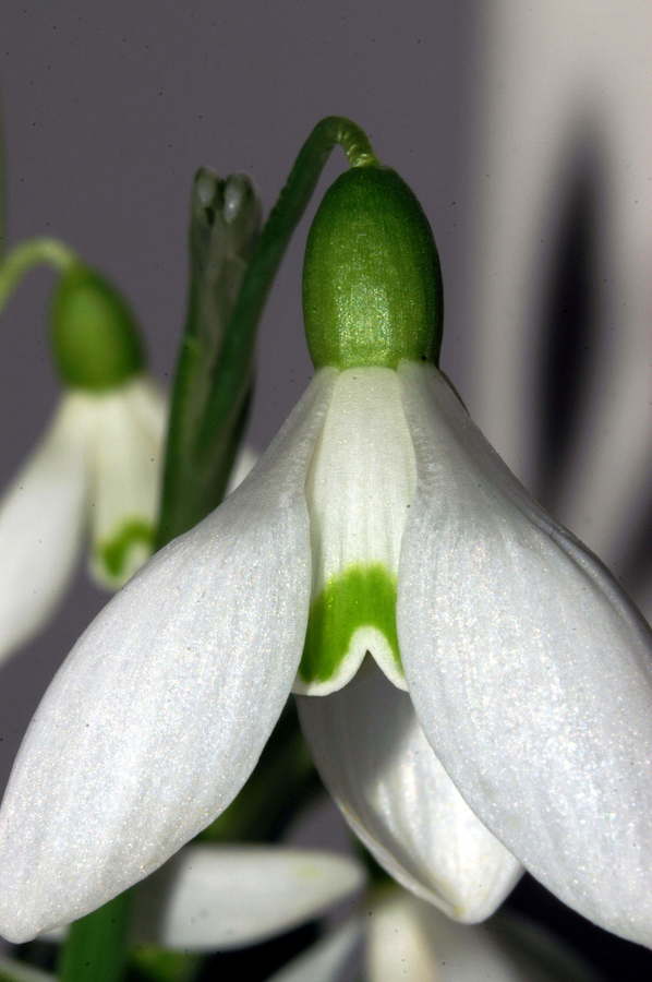 Mali zvonček (<i>Galanthus nivalis</i>), 2007-02-13 (Foto: Benjamin Zwittnig)