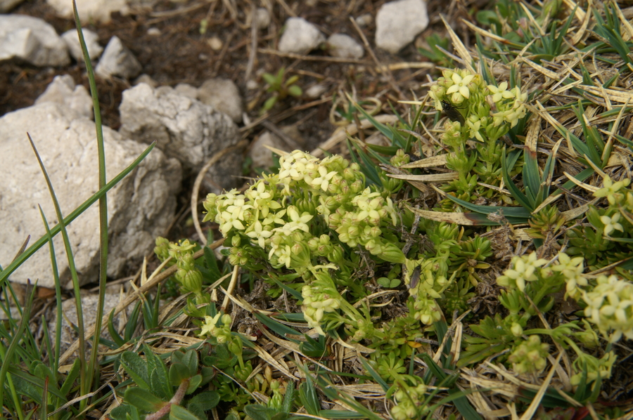 Raznolistna lakota (<i>Galium anisophyllon</i>), Kepa, 2010-06-18 (Foto: Benjamin Zwittnig)