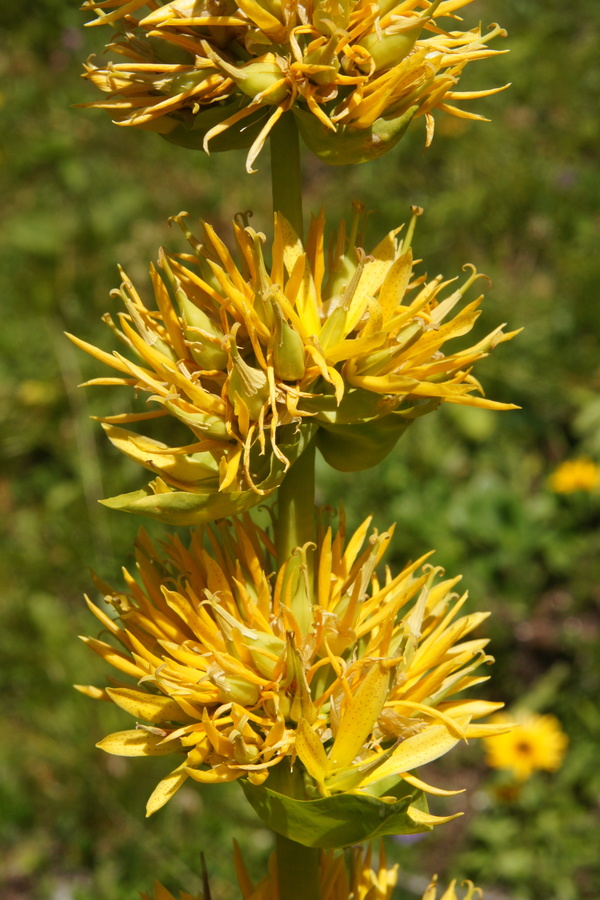 Zrasloprašnični rumeni svišč, bratinski košutnik (<i>Gentiana lutea ssp. symphyandra</i>), 2013-08-11 (Foto: Benjamin Zwittnig)