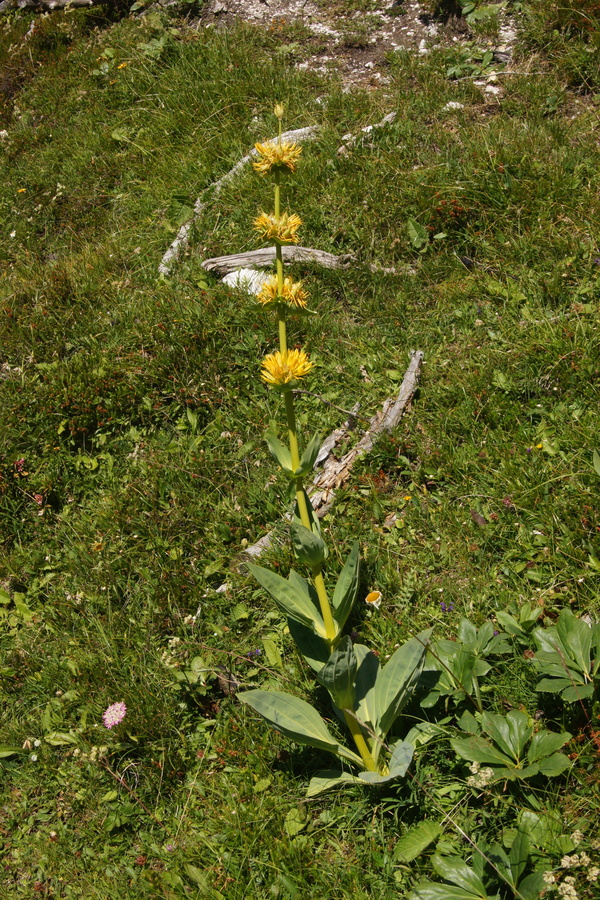 Zrasloprašnični rumeni svišč, bratinski košutnik (<i>Gentiana lutea ssp. symphyandra</i>), 2013-08-11 (Foto: Benjamin Zwittnig)
