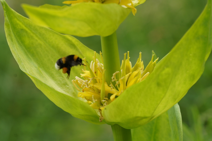 Vardjanov košutnik, Vardjanov rumeni svišč (<i>Gentiana lutea ssp. vardjanii</i>), 2015-06-13 (Foto: Benjamin Zwittnig)
