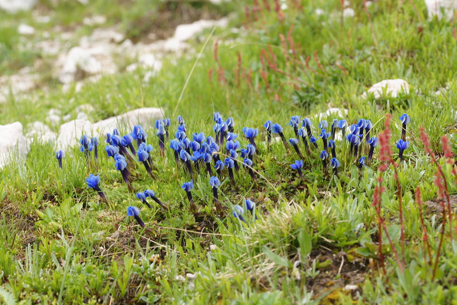 Pomladanski svišč (<i>Gentiana verna</i>), pod Planiko (Triglav), 2015-06-21 (Foto: Benjamin Zwittnig)