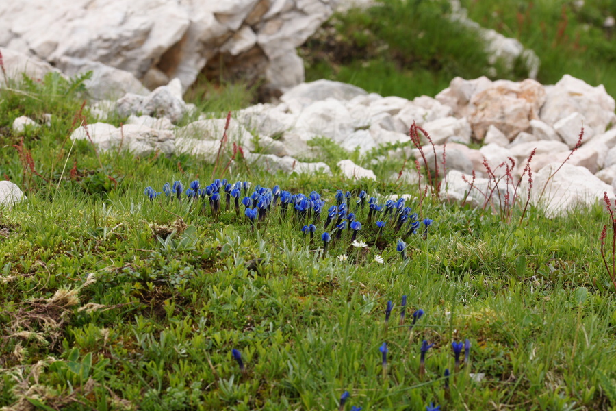 Pomladanski svišč (<i>Gentiana verna</i>), pod Planiko (Triglav), 2015-06-21 (Foto: Benjamin Zwittnig)