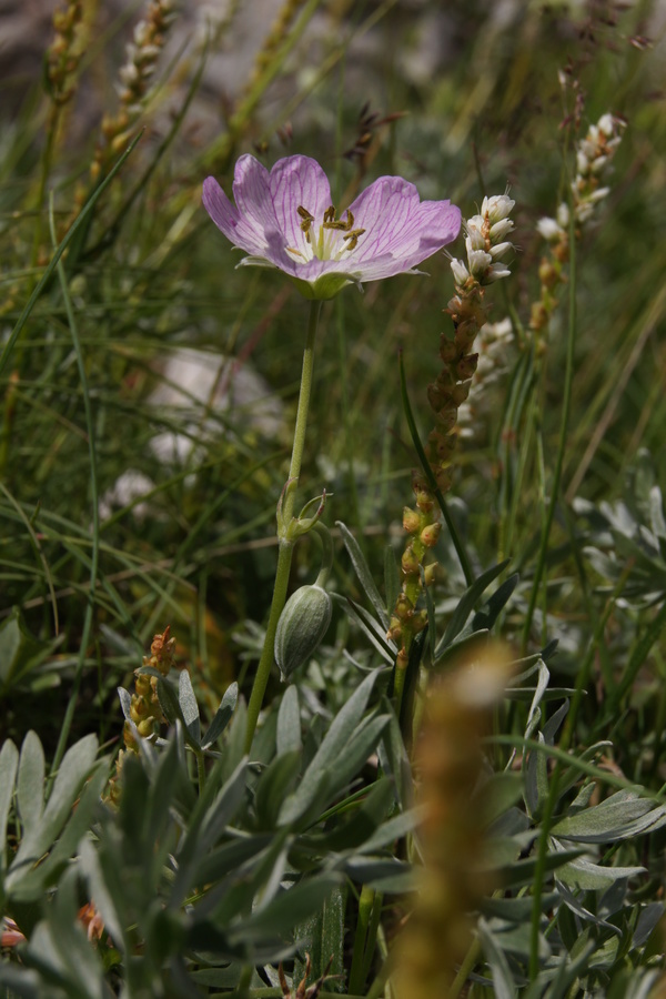 Srebrna krvomočnica (<i>Geranium argenteum</i>), planina Leskovca – Krn, 2010-07-19 (Foto: Benjamin Zwittnig)