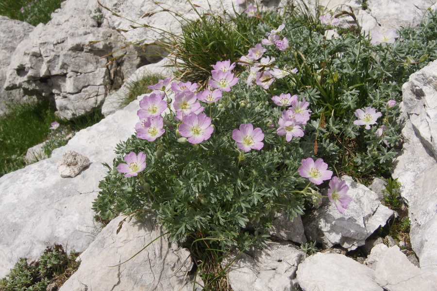 Srebrna krvomočnica (<i>Geranium argenteum</i>), planina Leskovca – Krn II, 2010-07-19 (Foto: Benjamin Zwittnig)