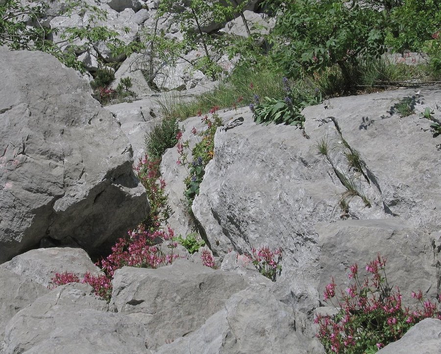 Korenikasta krvomočnica (<i>Geranium macrorrhizum</i>), Južno pobočje Gore nad Ajdovščino, 2010-05-26 (Foto: Boris Gaberšček)