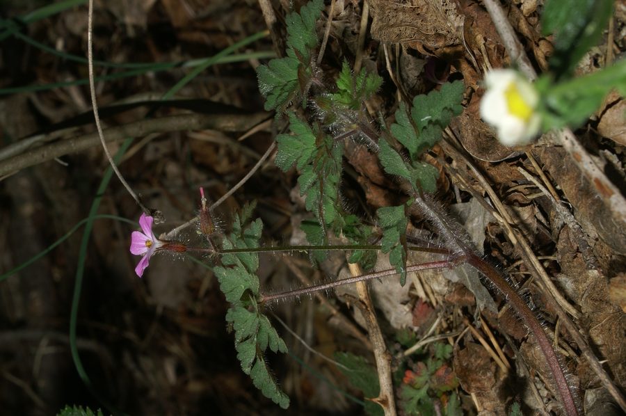 Smrdljička (<i>Geranium robertianum</i>), Vremščica, 2007-04-15 (Foto: Benjamin Zwittnig)