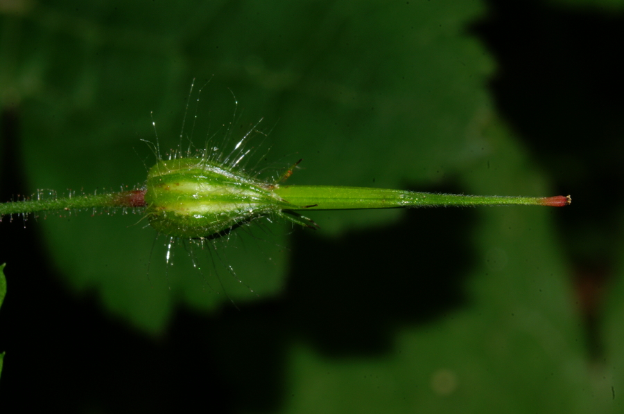 Smrdljička (<i>Geranium robertianum</i>), Petačev graben, 2006-07-22 (Foto: Benjamin Zwittnig)