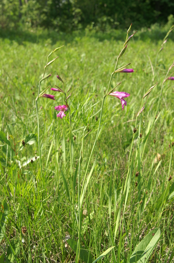 Ilirski meček (<i>Gladiolus illyricus</i>), 2010-06-07 (Foto: Benjamin Zwittnig)