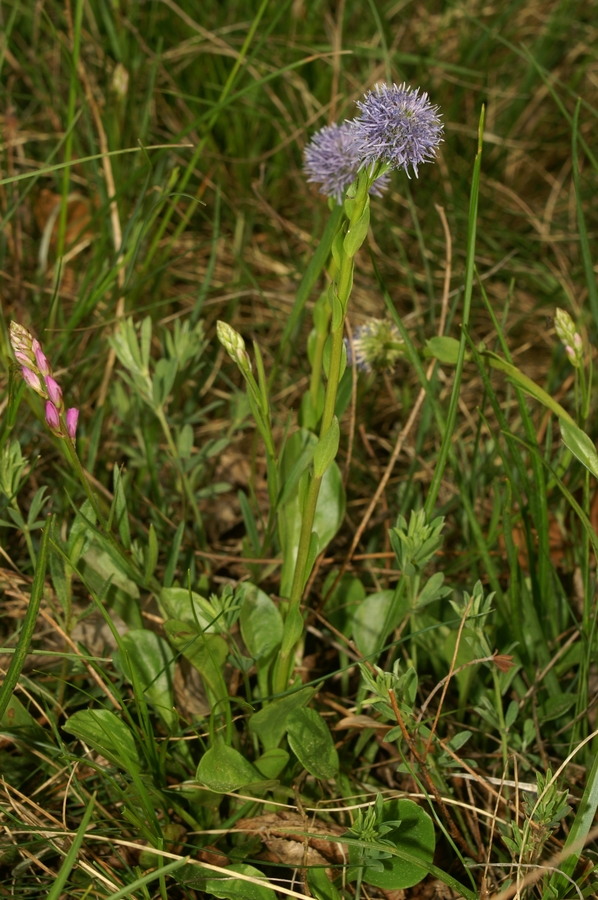 Navadna mračica (<i>Globularia punctata</i>), Kras, 2006-05-07 (Foto: Benjamin Zwittnig)