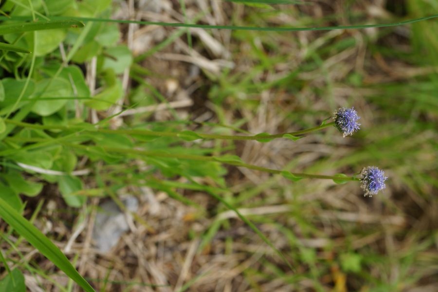 Navadna mračica (<i>Globularia punctata</i>), Grčarevec – Kalce, 2015-05-17 (Foto: Benjamin Zwittnig)