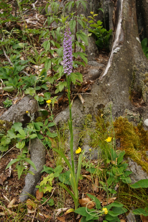 Navadni kukovičnik (<i>Gymnadenia conopsea</i>), 2013-06-25 (Foto: Benjamin Zwittnig)