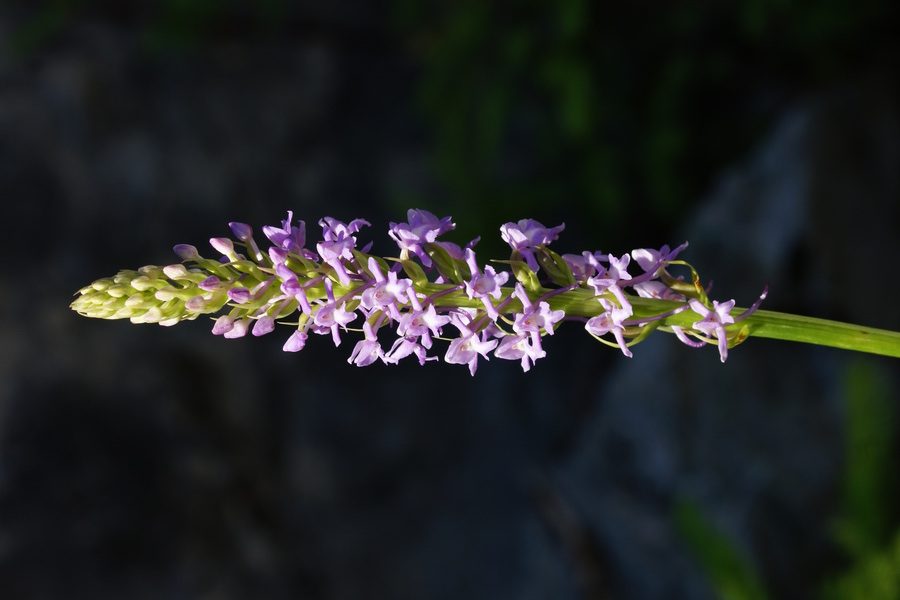 Navadni kukovičnik (<i>Gymnadenia conopsea</i>), 2015-07-05 (Foto: Benjamin Zwittnig)