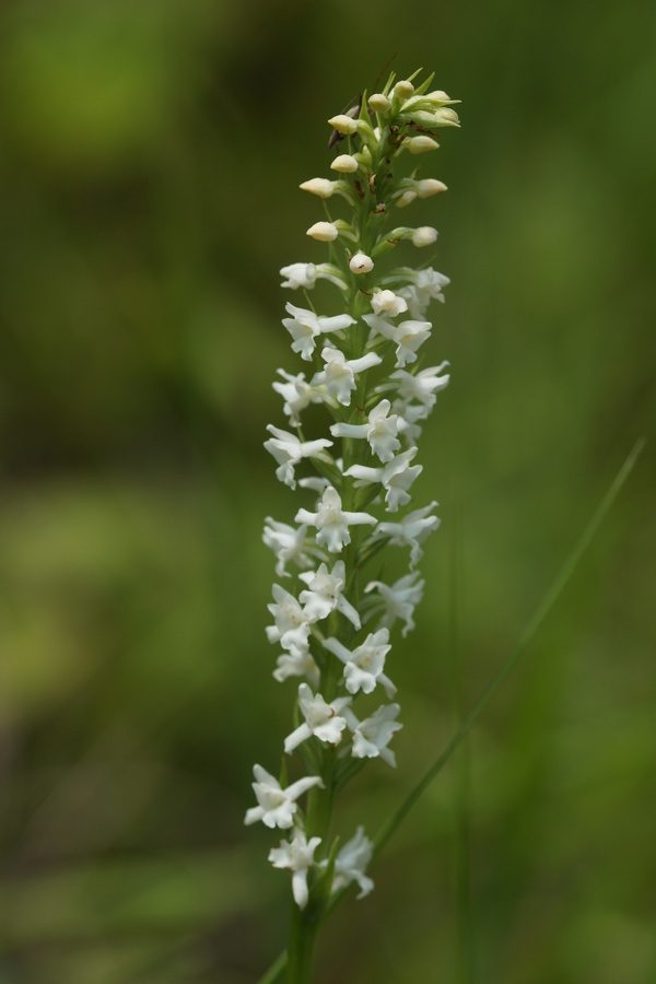 Navadni kukovičnik (<i>Gymnadenia conopsea</i>), 2018-06-16,    Albino (Foto: Benjamin Zwittnig)