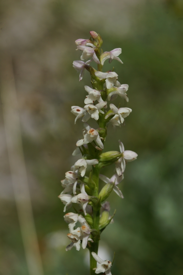 Dehteči kukovičnik (<i>Gymnadenia odoratissima</i>), 2014-08-17 (Foto: Benjamin Zwittnig)