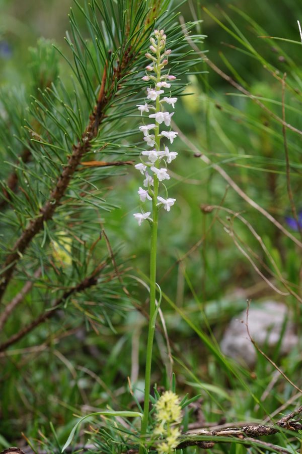 Dehteči kukovičnik (<i>Gymnadenia odoratissima</i>), 2016-07-25 (Foto: Benjamin Zwittnig)