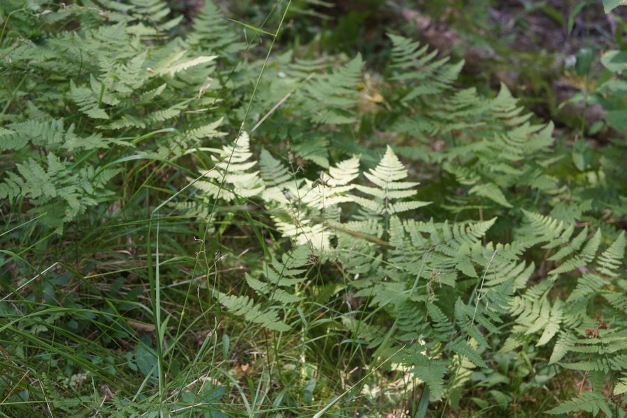 Hrastovka (<i>Gymnocarpium dryopteris</i>), Zadnjica, 2010-07-23 (Foto: Benjamin Zwittnig)