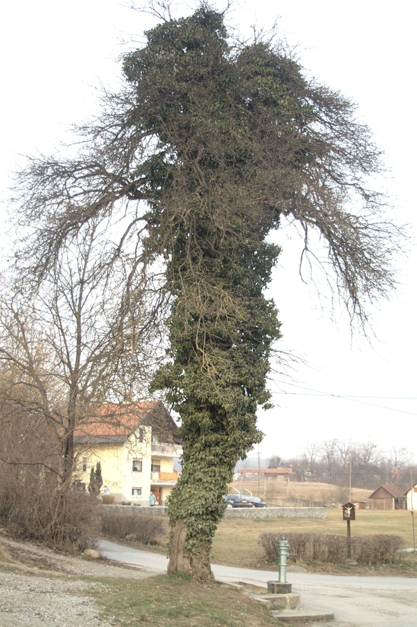 Navadni bršljan (<i>Hedera helix</i>), Vrhnika, 2008-02-23 (Foto: Benjamin Zwittnig)